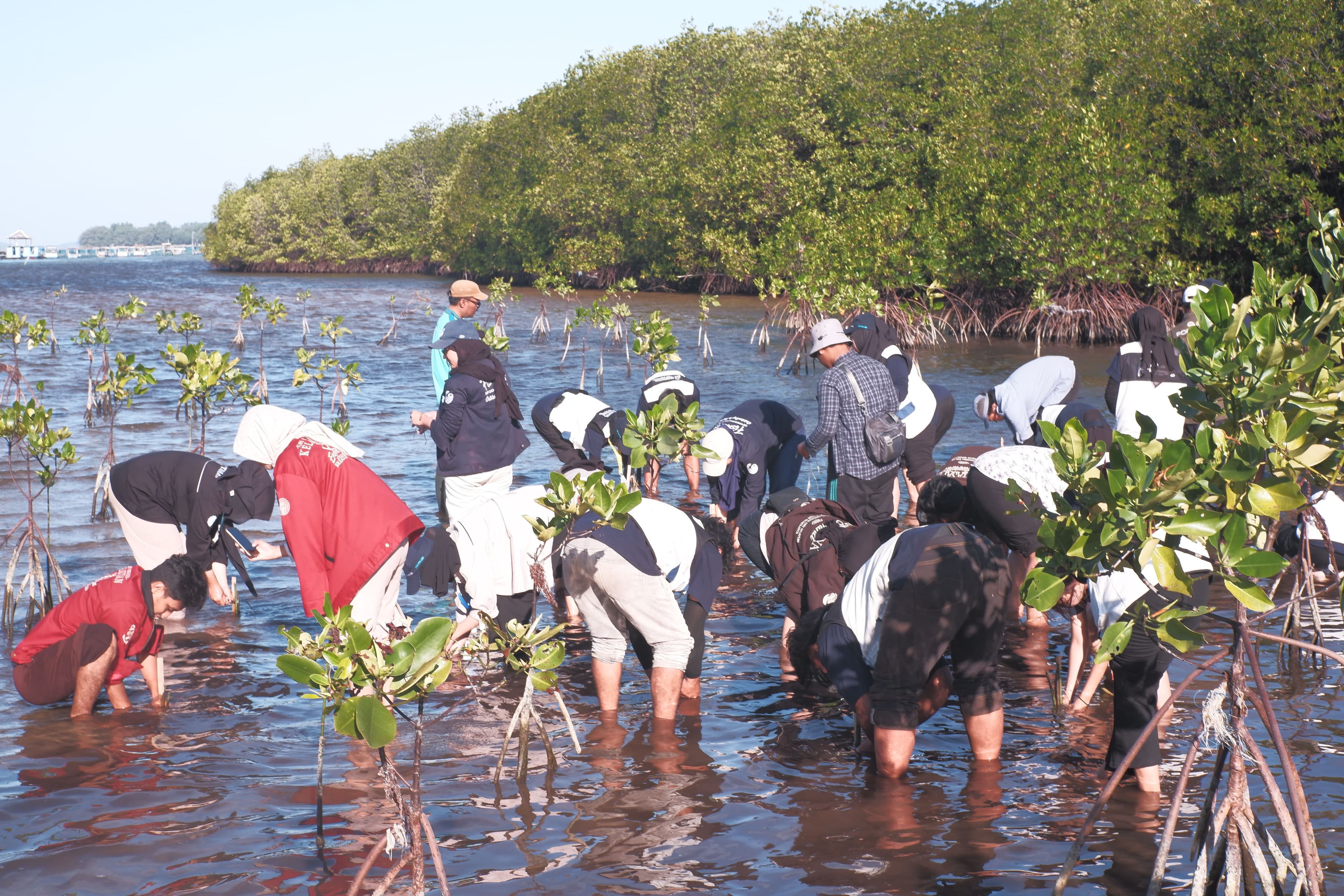 Penanaman Mangrove